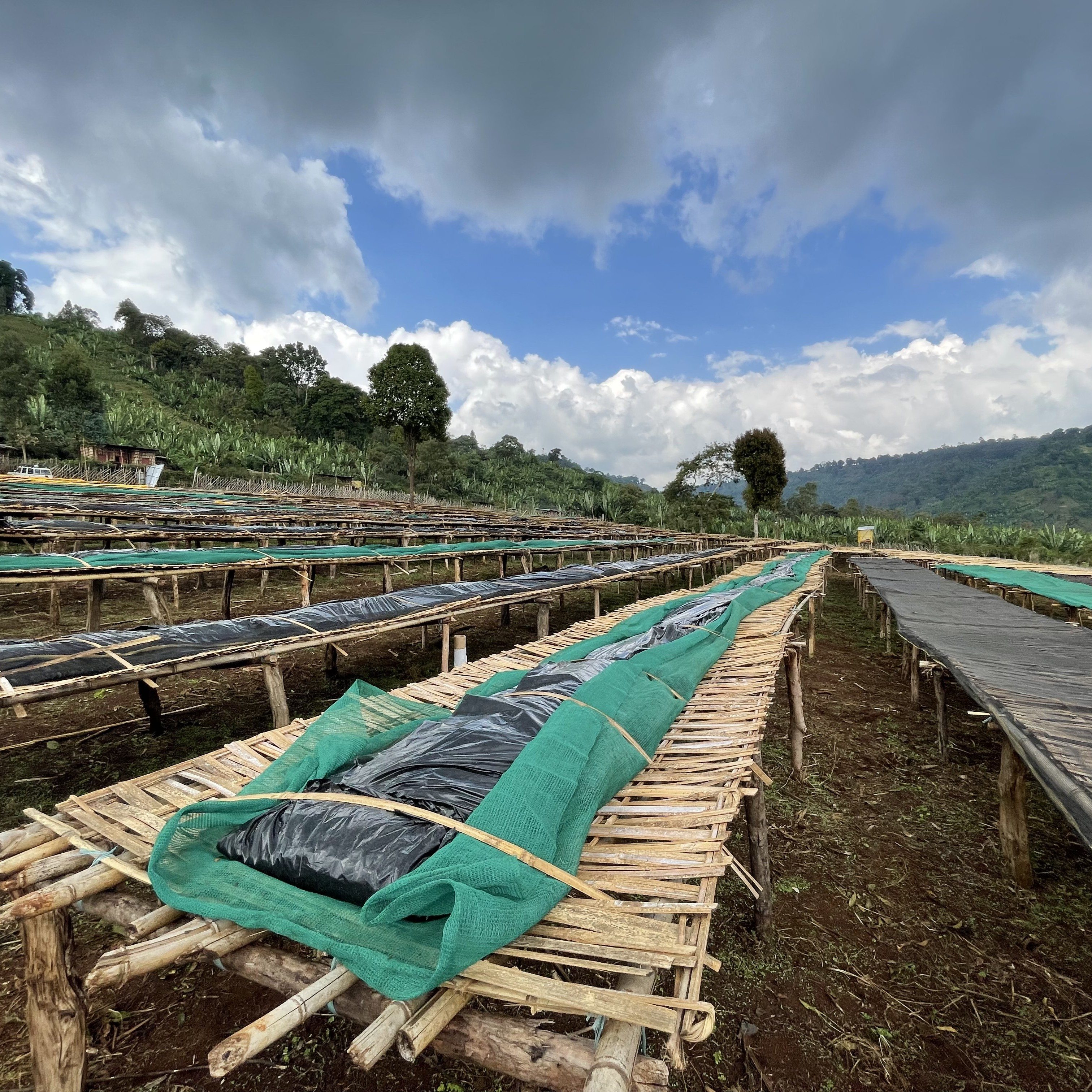 Ethiopia Dula Mazoria Anaerobic Natural(24/25年クロップ) | ORIGIN
